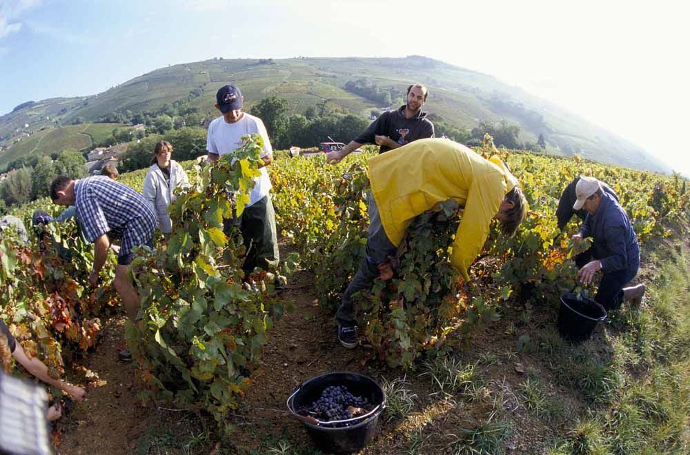 Beaujolais - nepoužívat, jednorázové svolení vlastníka