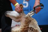 Nejpodivnějším sportem v našem přehledu je bezesporu stříhání ovčí vlny. David Fagan z Nové Zélandu, který vyhrál 16krát domácí šampionát, byl jmenován sirem roku 2016.