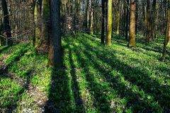 Lesy ČR zrušily tendr za 16 miliard. Kvůli politikům