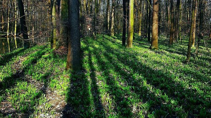 Tendr kritizovala řada organizací. Když se do něj pustili i politici, Lesy ČR jej zrušily.