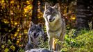 Přírodní rezervace Wildpark Cumberland v regionu Solné komory je dnes domovem více než pěti set zvířat, včetně divoké zvěři.