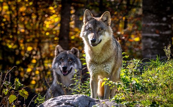 Today, Wildpark Cumberland Nature Reserve in the Salt Chamber region is home to more than five hundred animals, including wildlife.