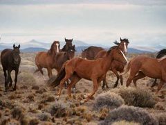 V  Patagonii, kdeTompkins zřizuje národní park, žijí i polodivocí koně