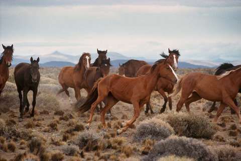Polodivocí koně - Patagonie
