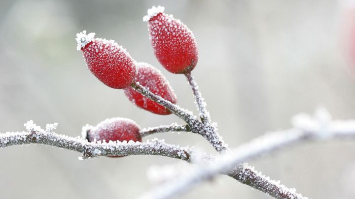Přízemní mráz v noci na sobotu může poškodit úrodu, varují meteorologové