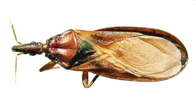 Ploštice Triatoma protracta.