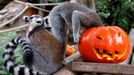 Lemuři kata před Halloweenem v zoo Pairi Daiza v belgické Brugelette, 28. října 2022.