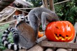 Lemuři kata před Halloweenem v zoo Pairi Daiza v belgickém Brugelette, 28. října 2022.