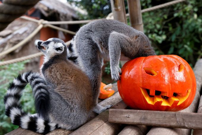 Lemuři kata před Halloweenem v zoo Pairi Daiza v belgické Brugelette, 28. října 2022.