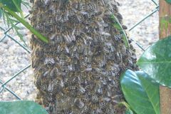 Medu bude málo, včelaři varují před falzifikáty