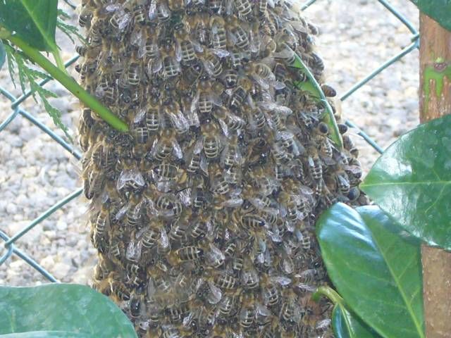 Když se včely rojí