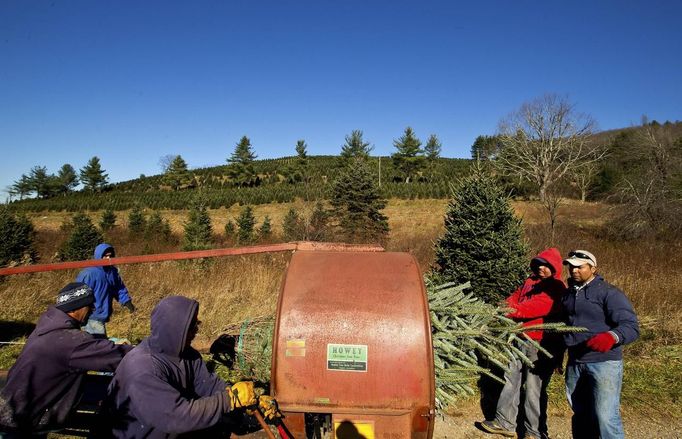 Workers use a bailing machine to prepare a Christmas tree to be shipped at the Omni Farm in West Jefferson, North Carolina, November 17, 2012. Crews at the farm will harvest nearly 20,000 Christmas trees this season. North Carolina has 1,500 Christmas tree growers with nearly 50 million Fraser Fir Christmas trees on over 35,000 acres. Picture taken November 17, 2012. REUTERS/Chris Keane (UNITED STATES - Tags: BUSINESS EMPLOYMENT ENVIRONMENT AGRICULTURE SOCIETY) Published: Lis. 19, 2012, 4:17 odp.