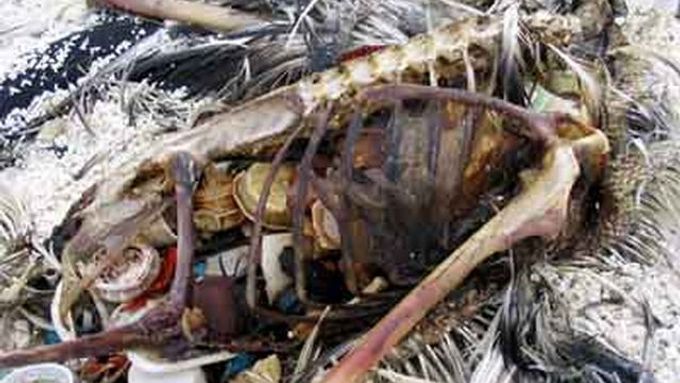Jeden z Albatrosů, který se stal při hledání potravy obětí ostrova odpadků.