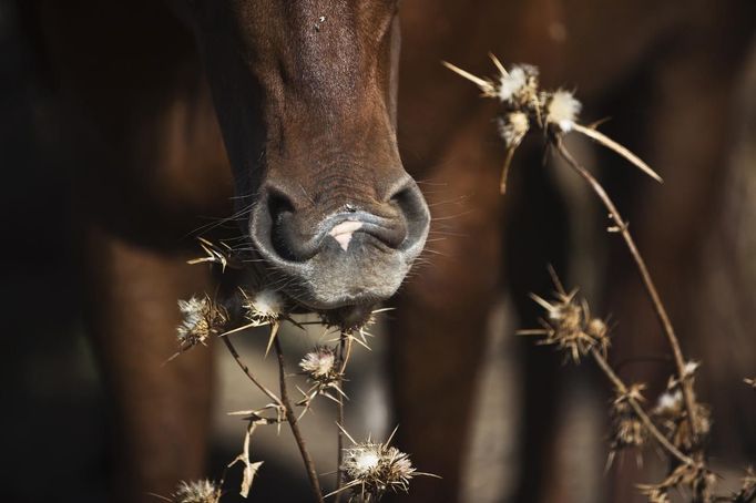 A horse eats on a ranch just outside Moshav Yonatan, a collective farming community, about 2 km (1 mile) south of the ceasefire line between Israel and Syria in the Golan Heights May 21, 2013. Cowboys, who have been running the ranch on the Golan's volcanic rocky plateau for some 35 years, also host the Israeli military, who use half of the cattle farm, 20,000 dunams (5,000 acres), as a live-fire training zone. Israel captured the Golan Heights from Syria in the 1967 Middle East war and annexed the territory in 1981, a move not recognized internationally. Picture taken May 21, 2013. REUTERS/Nir Elias (ENVIRONMENT ANIMALS SOCIETY) ATTENTION EDITORS: PICTURE 20 OF 27 FOR PACKAGE 'COWBOYS OF THE GOLAN HEIGHTS' SEARCH 'COWBOY GOLAN' FOR ALL IMAGES Published: Kvě. 29, 2013, 10:08 dop.