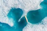 2. místo v kategorii Ohrožená planeta - portfolio: Florian Ledoux, Francie. Lední medvěd na kanadském ostrově Baffin Island. (Dron DJI PHANTOM 4 PRO, objektiv 24 mm, f/8, 1/640 s, ISO 100).