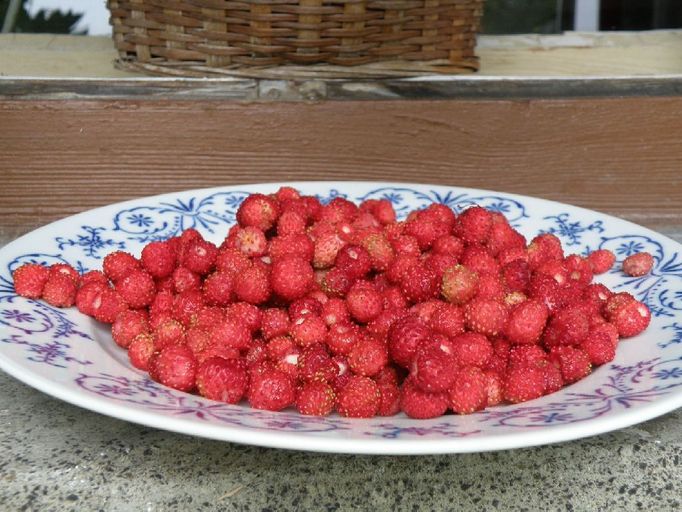 Příroda servíruje letní lahodu přímo na talíři. Kde: Horní Štěpanice, Benecko.