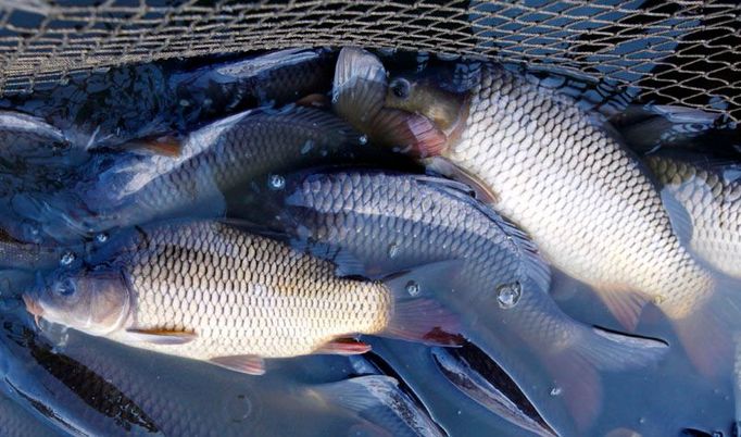 Do Česka nebo na export? Cena českého kapra v Německu je až třikrát vyšší než u nás doma.