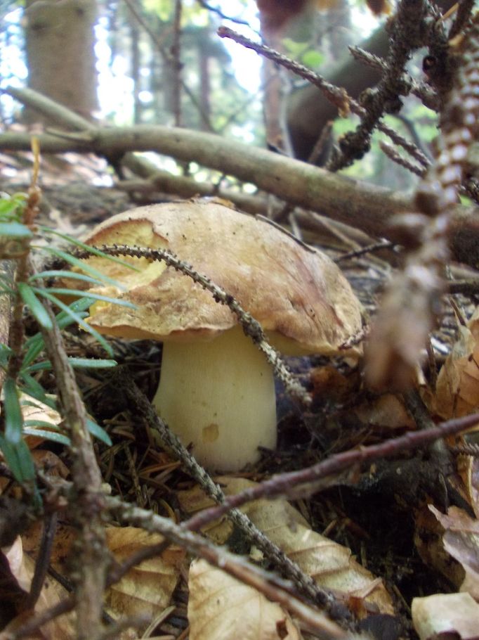 Hřib přívěskatý - jedlý, ale velmi vzácný. Snímek poslala Petra.