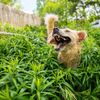 Vítězové soutěže Animal Friends Comedy Pet Photo Awards