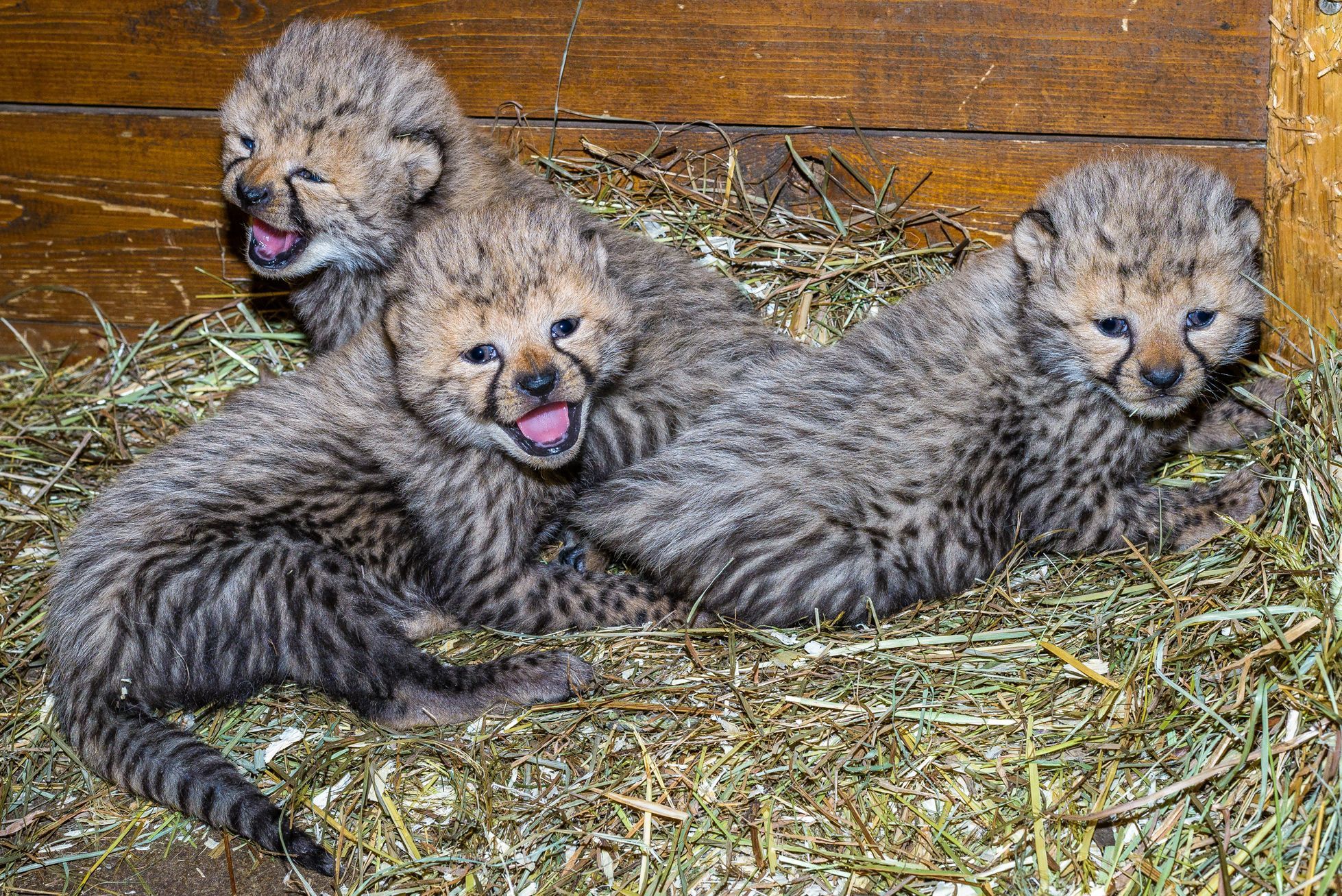 Zoo Praha, nová sezona 2015