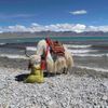 Tibet