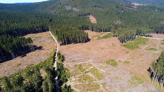 Místo lesů holiny. Je to masivní destrukce, kritizují aktivisté kácení kvůli kůrovci