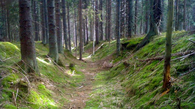 Dovedeme si představit Česko bez lesů?