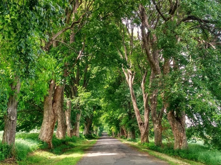 Javorová alej u Malčína