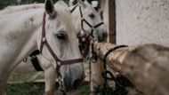 Kromě fríského valacha Armanda pracuje Johana Spáčilová i s lipickými koňmi, pro které je charakteristické bílé zbarvení.