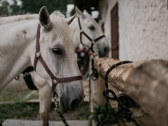 "Pro práci u filmu chcete koně, co mají co možná nejméně různých barevných znaků," líčí koňařka.