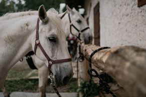 FOTO: Kotek na bílém koni uvedl nové Zrádce. Víme, kde se čeští herci učí jezdit