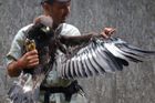 V Beskydech čekají na vypuštění čtyři nová orlí mláďata