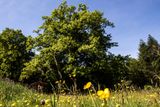 2. místo (8 088 hlasů, 24 456 Kč) – Skomelský dub (Plzeňský kraj, Skomelno). Tento dub letní je 310 let starý a obvod jeho kmene měří 630 cm. Najdeme ho u obce Skomelno u cesty směřující do přírodního parku Radeč.
