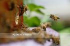 Katastrofální rok pro včely. Kvůli extrémům nemají co jíst, odrazí se to na ceně medu