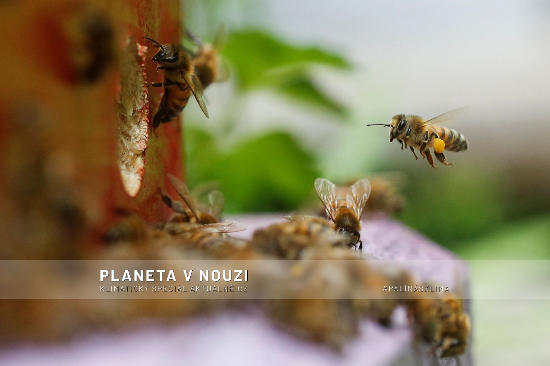 Planeta v nouzi - včely