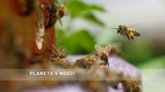 Planeta v nouzi - včely