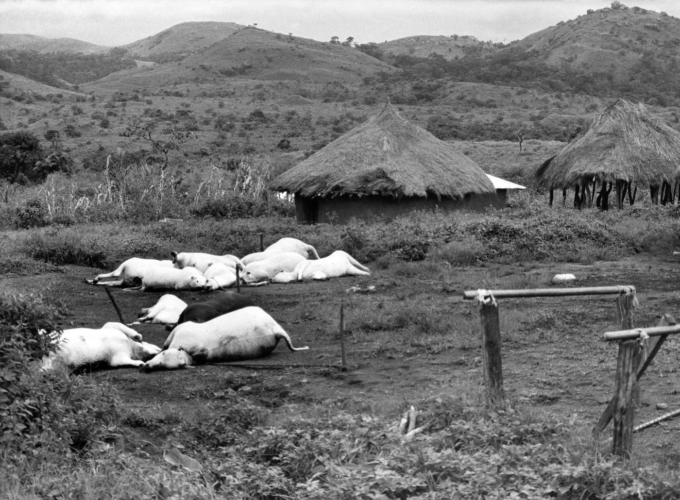 jezero Nyos, jezero, plyn, smrt, ticho