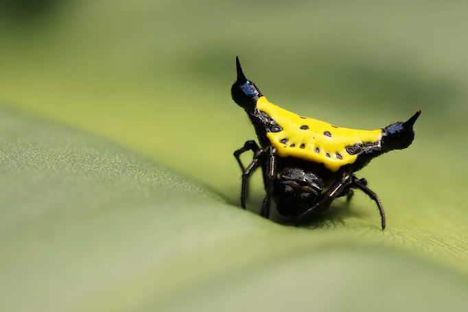 Bizarní pavouci z rodu Gasteracantha.