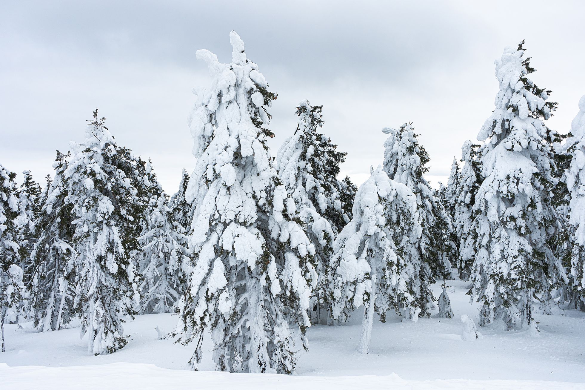 Koronavirus, leden 2021 - prázdné sjezdovky v Krušných horách, Klínovec