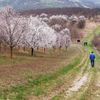 Mandloňové sady v Hustopečích v plném květu, březen 2024