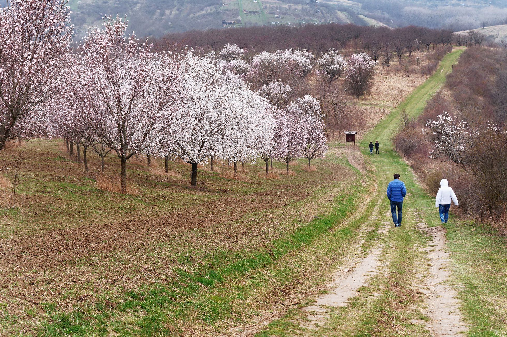Mandloňové sady v Hustopečích v plném květu, březen 2024