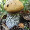houba křemenáč