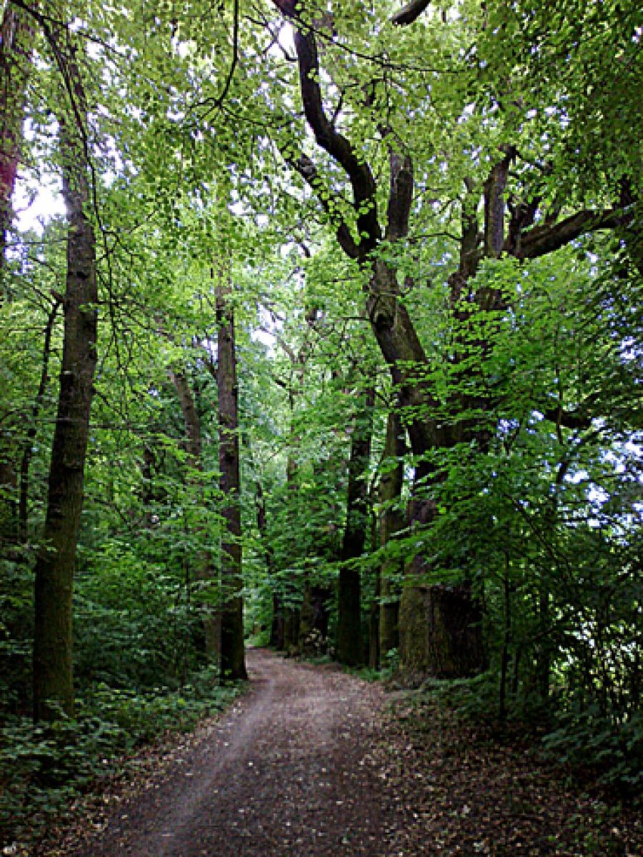 Alej roku 2014 - Zámecká alej v Tovačově