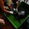 Fotogalerie / Jak se zachraňují mořské želvy v Turecku / Reuters / 10