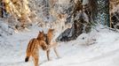 Wildlife Photographer of the Year 2018 - snímky ze soutěže