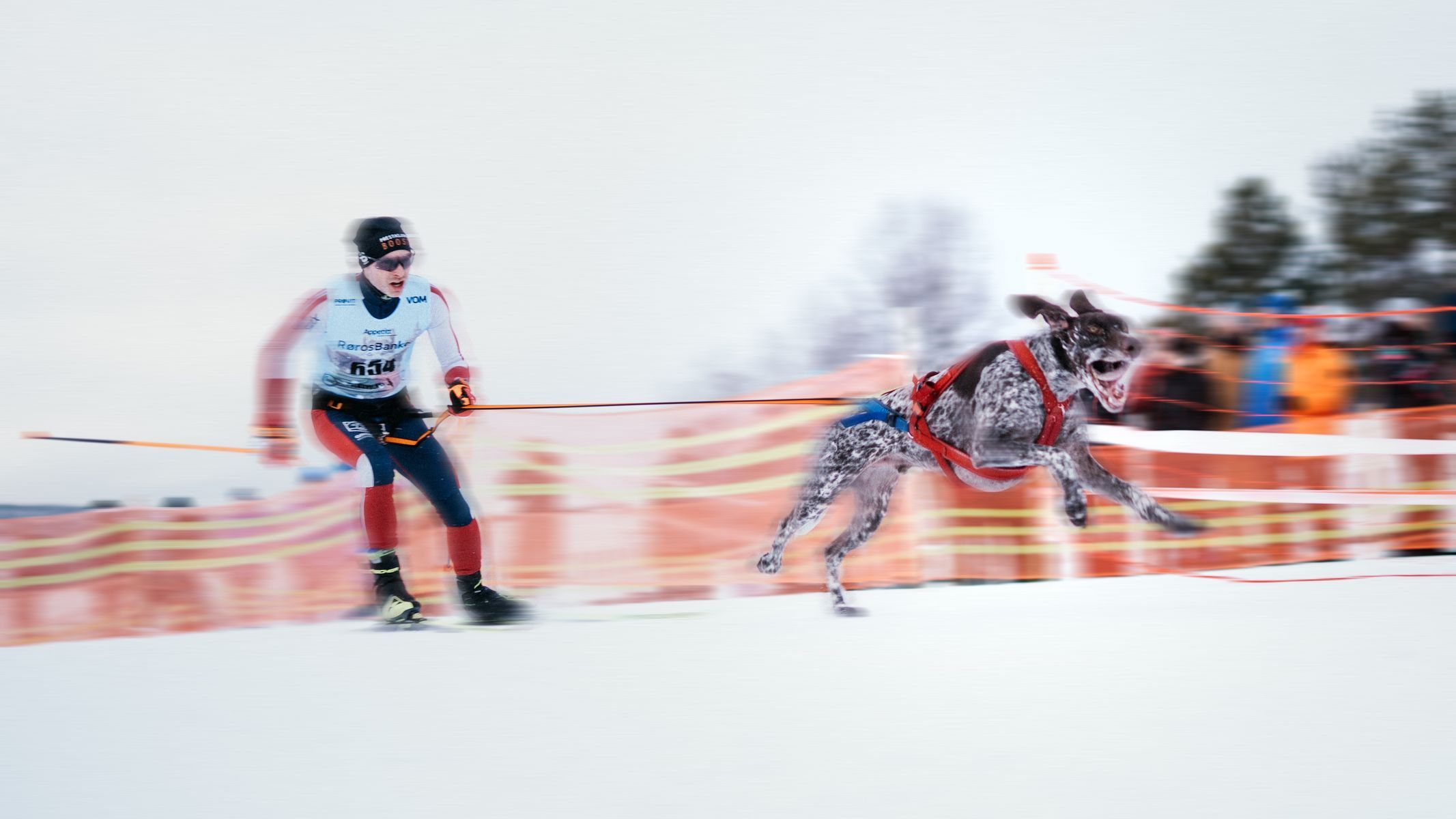 pes mushing běžky lyže zima