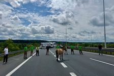 Kůň Převalského vyskočil při převozu z přepravníku a proháněl se po Pražském okruhu
