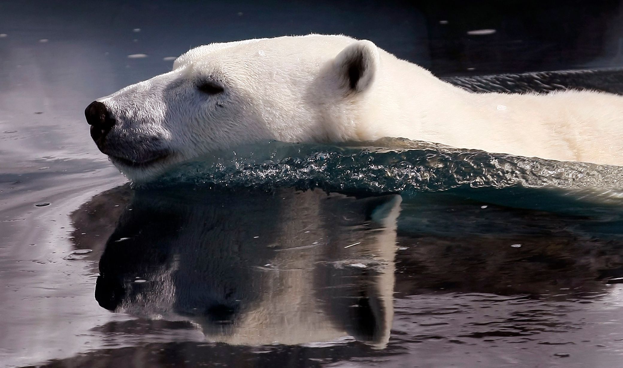 Polární medvěd si v St. Felicienské ZOO zaplaval
