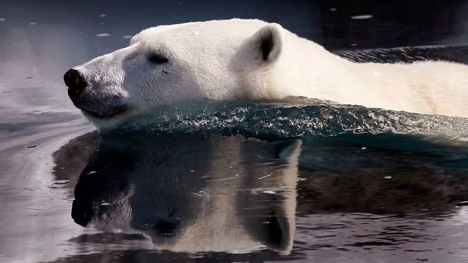 Lední medvěd se dál na sever už moc přesunout nemůže, tak se aspoň páří s grizzlyi