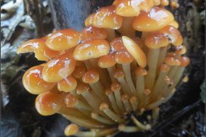 Jediná houba by mohla sežrat vše živé na světě. Rostou do plic i skal, říká mykolog